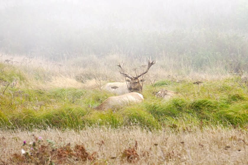 Tule elk are found only in California They inhabited the Point Reyes peninsula for about 10,000 years until they were eliminated by hunters and ranchers in the late 1800s. They were reintroduced to Point Reyes in 1978 but are once again endangered by encroaching farm development. Credit