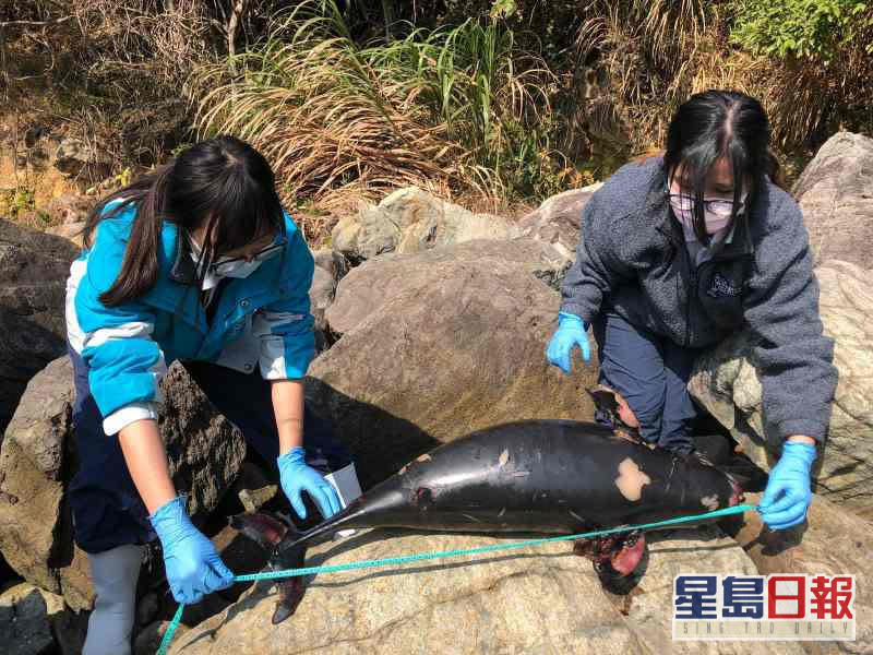 該條年幼江豚屍體屬嚴重腐爛左邊有明顯傷痕。圖:香港海洋公園保育基金