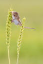 Close-up of Harvest Mouse