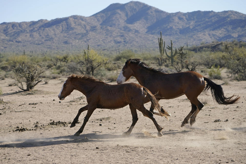 Two Salt River wild horses move to a site for emergency feeding run by the Salt River Wild Horse Management Group near Coon Bluff in the Tonto National Forest, near Mesa, Ariz., Wednesday, March 10, 2021. Due to prolonged drought in the area, the horses are fed hay daily. (AP Photo/Sue Ogrocki)