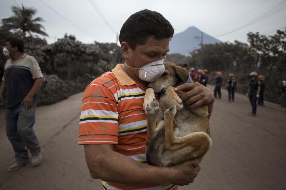 <p>A resident cradles his dog after rescuing him near the Volcan de Fuego, or “Volcano of Fire,” in Escuintla, Guatemala, June 4, 2018. (Photo: Luis Soto/AP) </p>