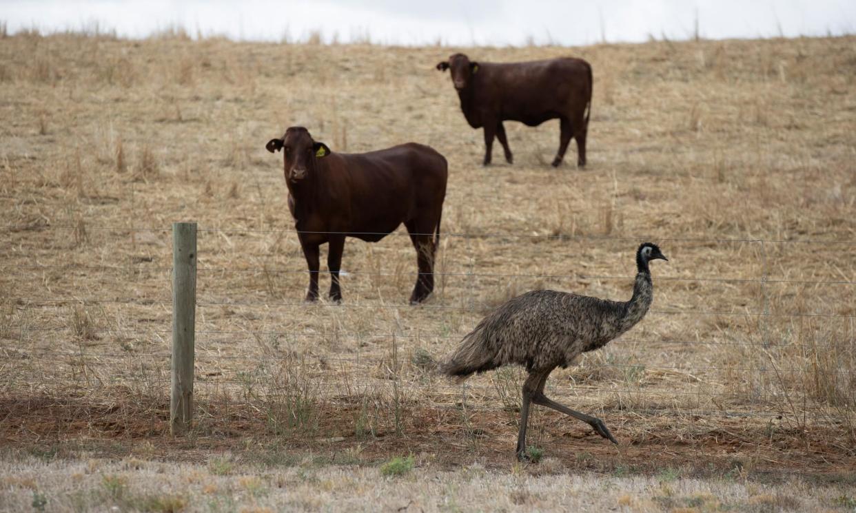 <span>Despite the on-paper progress toward net zero, Cattle Australia, the peak body for producers of grass-fed cattle, argues the target should be abandoned in favour of a ‘climate neutral’ goal.</span><span>Photograph: Mike Bowers/The Guardian</span>
