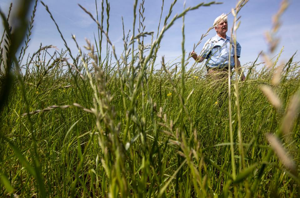 Farmer Ray McCormick stands among annual rye grass on his land in Vincennes, Ind. in May 2021. McCormick has converted many of his acres into wetland conservation after they regularly flooded with increased rain.