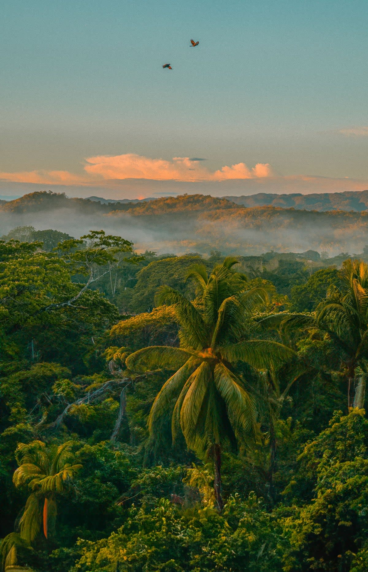 The Good Hope Estate in Jamaica (The Good Hope Estate in Jamaica)