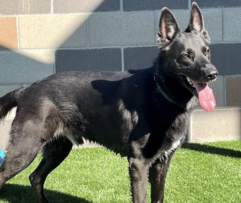 Ranger is a charming 6-year-old German shepherd in need of a forever family. He is available for adoption at the San Luis Obispo County Animal Services shelter.