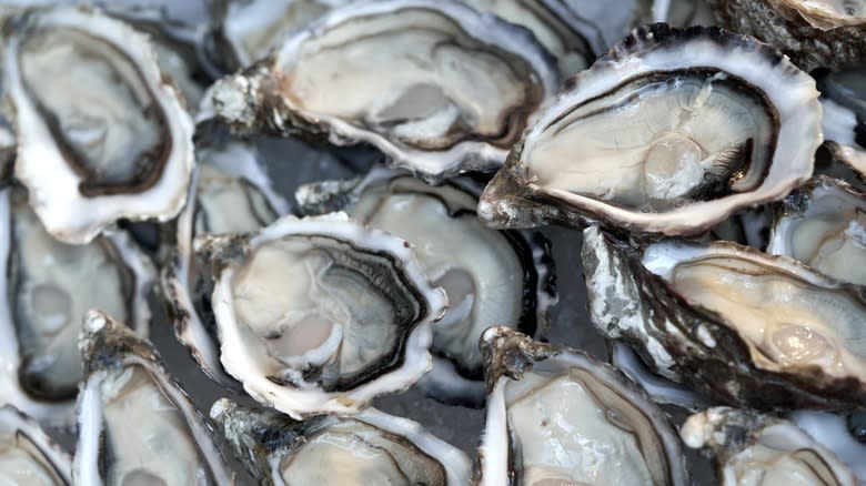 Top-down view of many shelled West Coast oysters