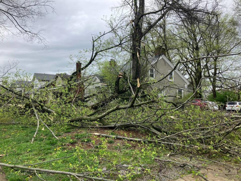 Multiple trees are down on University Avenue after storms in Lexington on April 2, 2024. Thousands in the area were without power on Tuesday morning. Beth Musgrave/bmusgrave@herald-leader.com