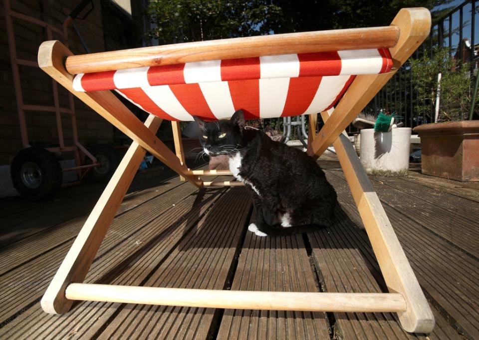 Zaphy, a 12-year-old Devon Rex cat, finds shelter underneath a deckchair in north London, during a heatwave (Yui Mok/PA) (PA Archive)