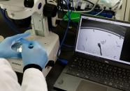 Hirotsu Bio Science Chief Technical Officer Eric Di Luccio examines nematodes in a petri dish during a photo opportunity at the company’s lab in Fujisawa