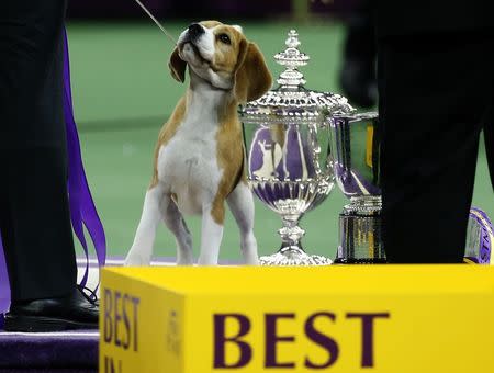 Miss P, a 15-inch Beagle who won "Best in Show", stands near the winner's trophy at 139th Westminster Kennel Club Dog Show at Madison Square Garden in the Manhattan borough of New York February 17, 2015. REUTERS/Mike Segar