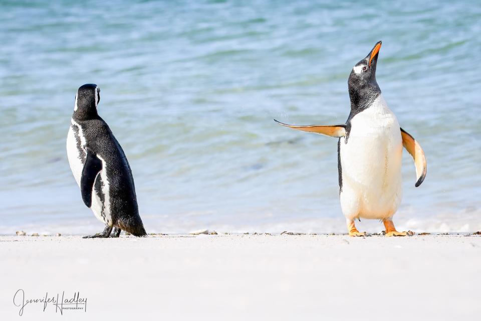 A penguin gestures with his fin at another penguin.