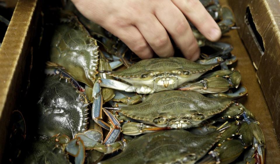 In this photo taken Thursday, June 13, 2013, James Clark, Executive Chef at Carolina Crossroads Restaurant cleans fresh blue crab in his kitchen in Chapel Hill, N.C. Chefs such as Clark go beyond the usual recommendation to eat small, lower-food-chain fish like sardines, and instead delve full force into little-known local catches that many anglers regard as nuisance or “trash” fish. (AP Photo/Gerry Broome)