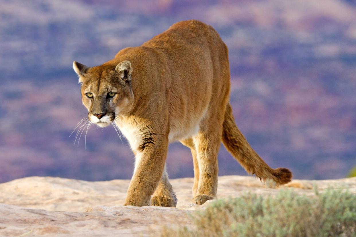 Mountain lion in Utah