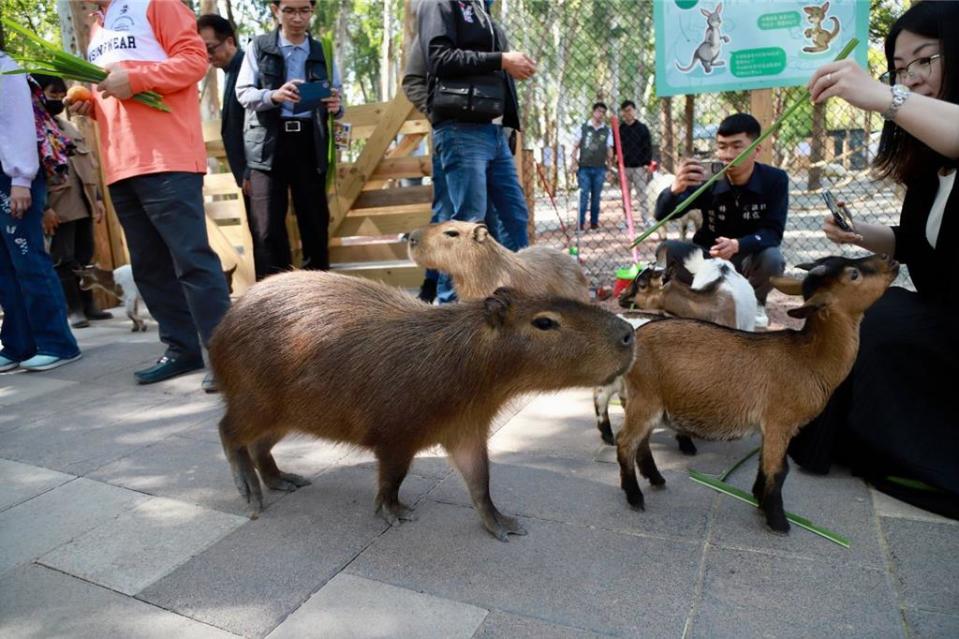 在萌寵園區內可拿著牧草餵食水豚、小鹿、草泥馬超療癒！圖／嘉義縣府提供