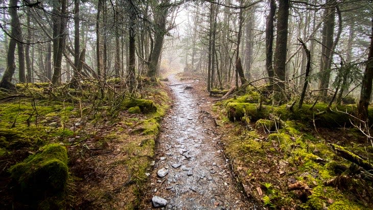 A foggy walk through the woods of the park