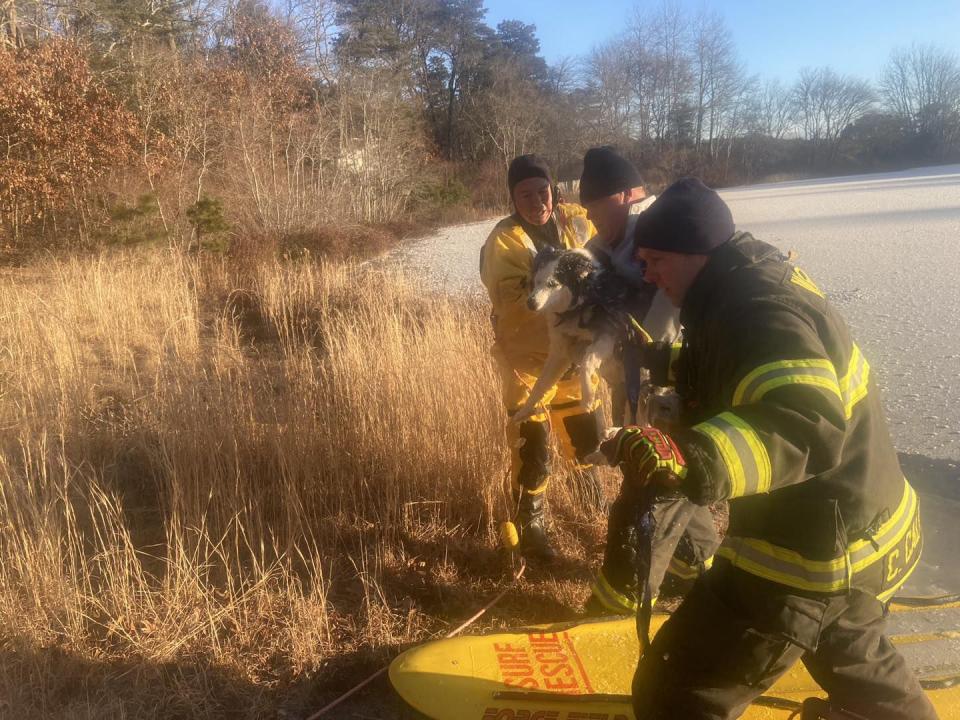 Authorities rescue dog that fell through ice in Wareham