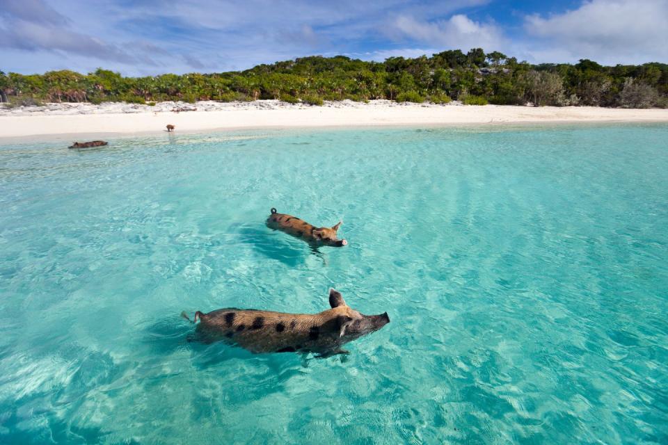 6) Pig Beach, The Bahamas