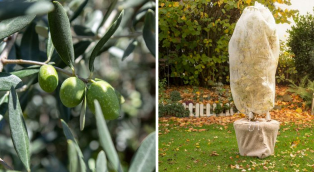 Sud : protéger les oliviers - Mon Jardin & ma maison