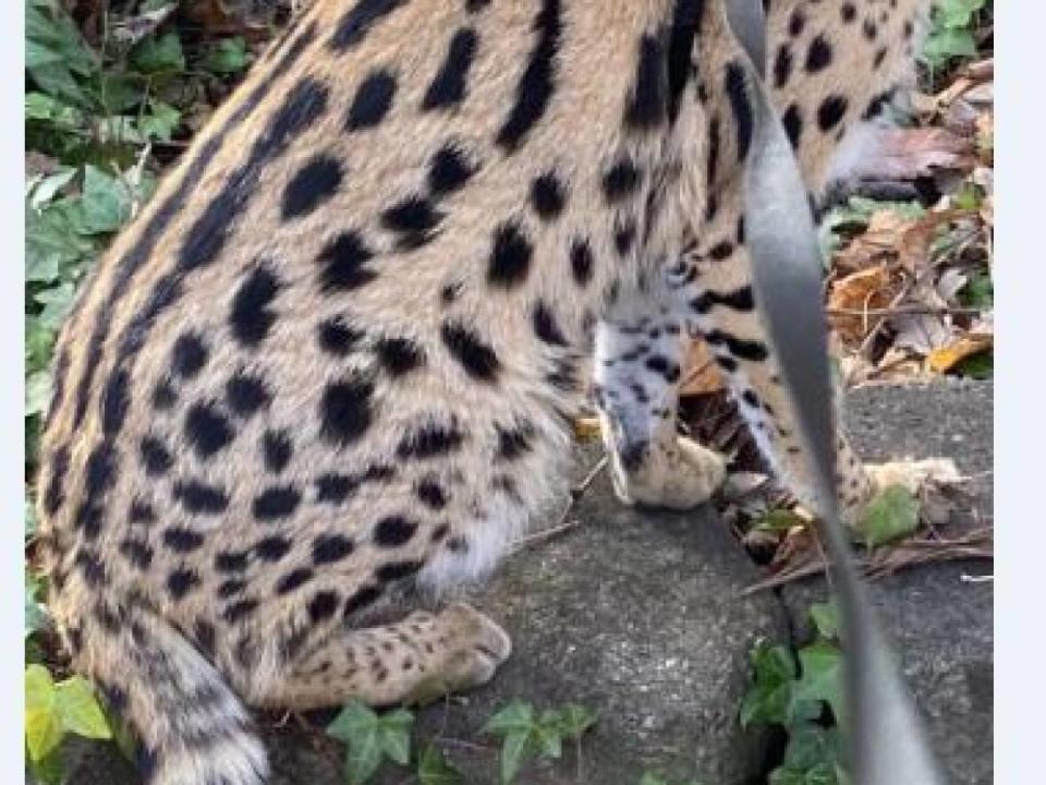 Simba, a two-year-old African Serval cat, went missing from a home in Chatham-Kent on Sunday night. His family is looking for him.  (Supplied by Sandy Webster/CBC - image credit)