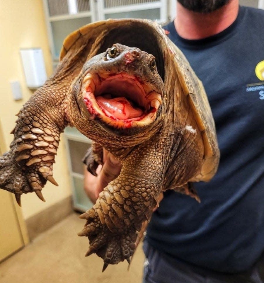 Monmouth County SPCA animal control supervisor Scott Crawford holds a turtle the agency took in.