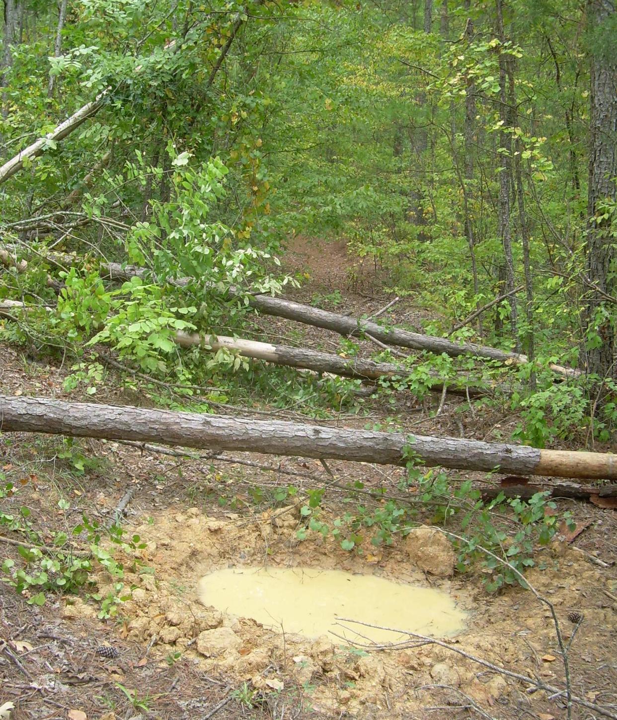 A wild hog dug a mudhole along this path in the Oconee National Forest south of Athens.