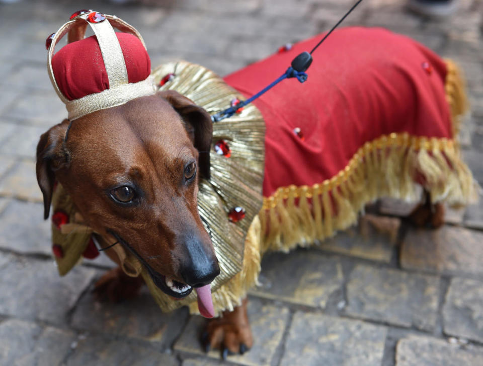 March of Dachshunds