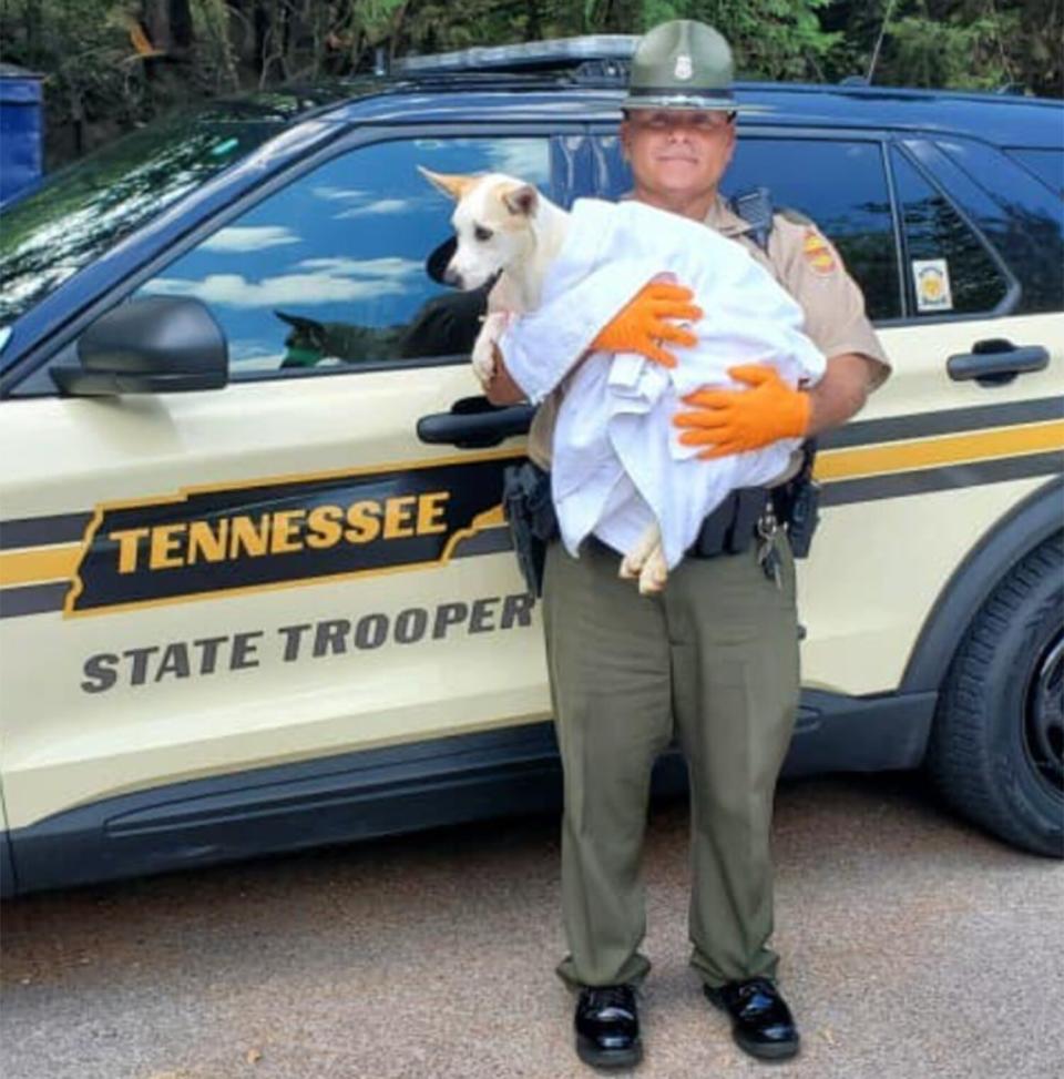 Princess the dog rescued by Tennessee Highway Patrol trooper Tudors