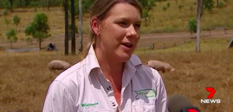 Melinda Murnan fears the family will have to shut down the farm due to the skyrocketing cost of grain and pork pricing crisis. Source: 7 News