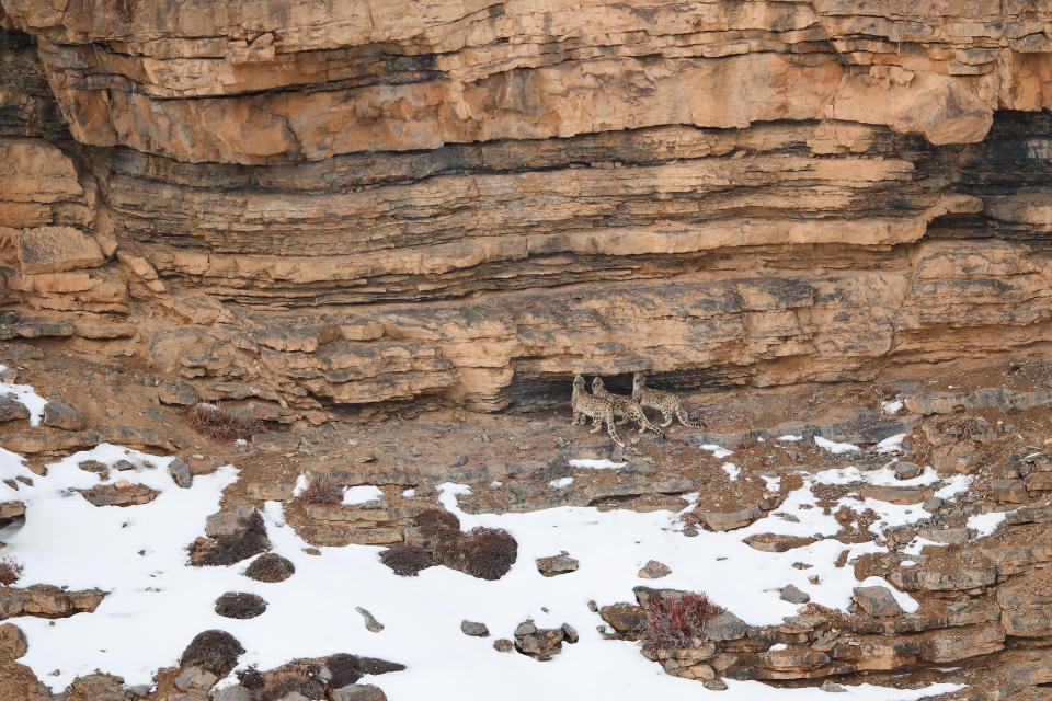 Three snow leopards from a distance.