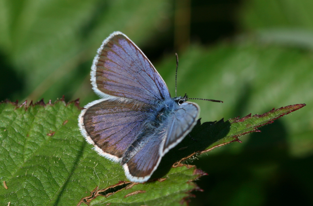 Species like the Silver-studded Blue are on the decline (SWNS)