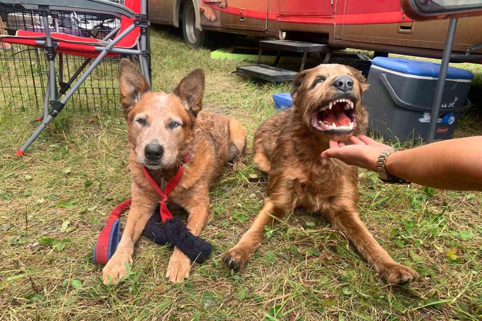 <p>Melissa Millett</p> Jellybean the dog with his stuffed body double on the set of Pet Sematary: Bloodlines