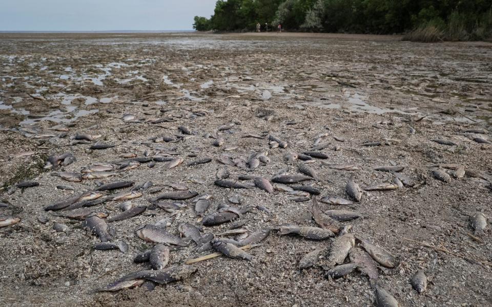 Dead fish are seen on the drained bottom of the Nova Kakhovka reservoi - REUTERS/Sergiy Chalyi TPX