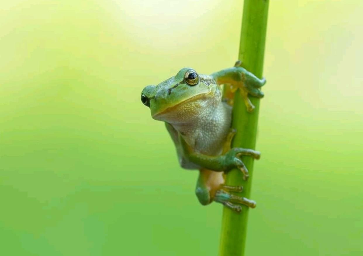 <a href="https://www.shutterstock.com/es/image-photo/frog-on-plant-2348982993" rel="nofollow noopener" target="_blank" data-ylk="slk:md shah nawaj/Shutterstock;elm:context_link;itc:0;sec:content-canvas" class="link ">md shah nawaj/Shutterstock</a>