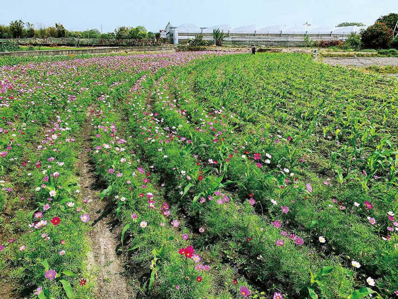 每年春天胡志宏會養地2個月，種植波斯菊、百日草當做綠肥。（圖／囍朵農創－樂紫提供）