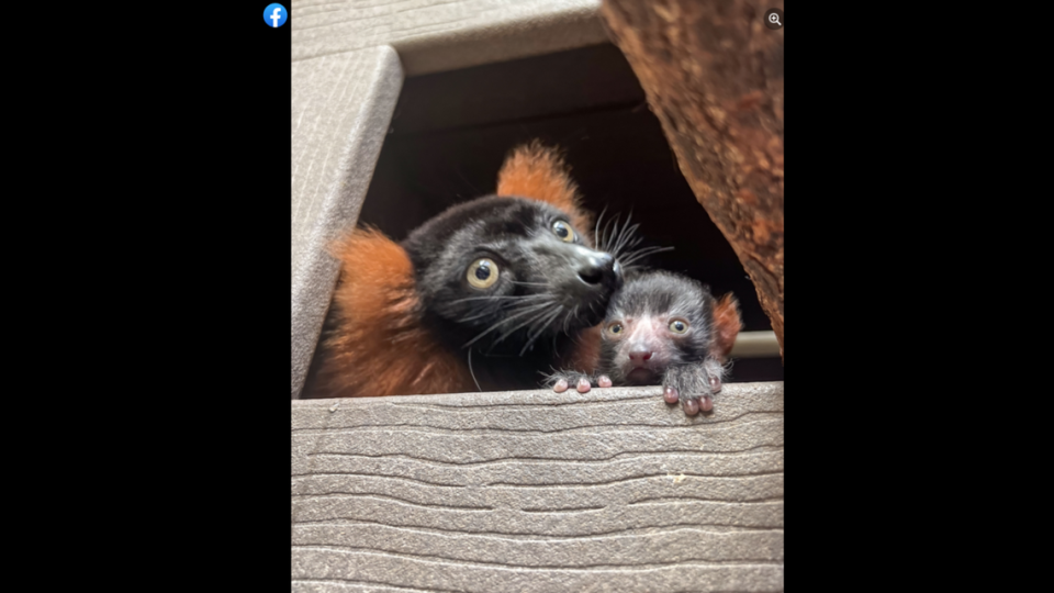 Red ruffed lemurs are known for being very vocal, but zoo visitors will have to wait to hear Penelope.