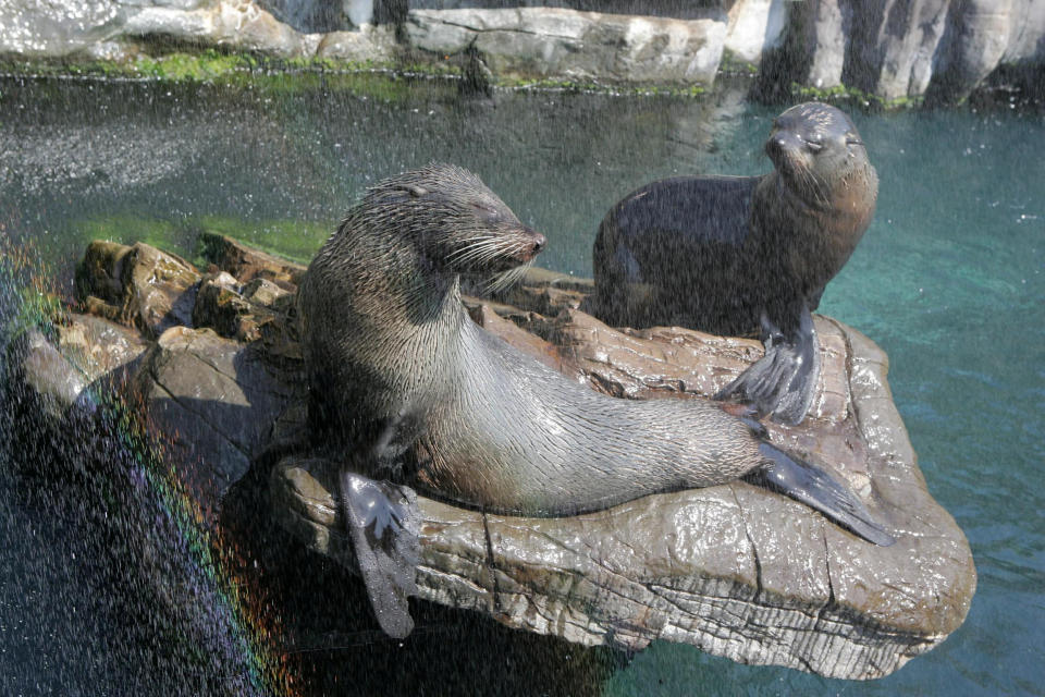 South American fur seals Grace and Tunata enjoy a cooling shower. Living Coasts will not re-open as a visitor attraction after being unable to manage the "substantial maintenance" costs during lockdown. (SWNS)