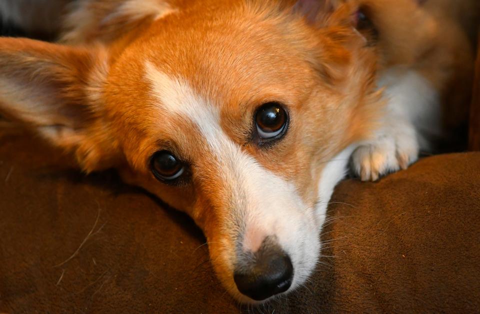 Moxie loves the camera. Virginia Hamilton of Canine Commandos, Inc. at home with her two rescued Pembroke Corgi siblings, Marlow and Moxie.
After 20 years, the Canine Commandos is closing its doors.