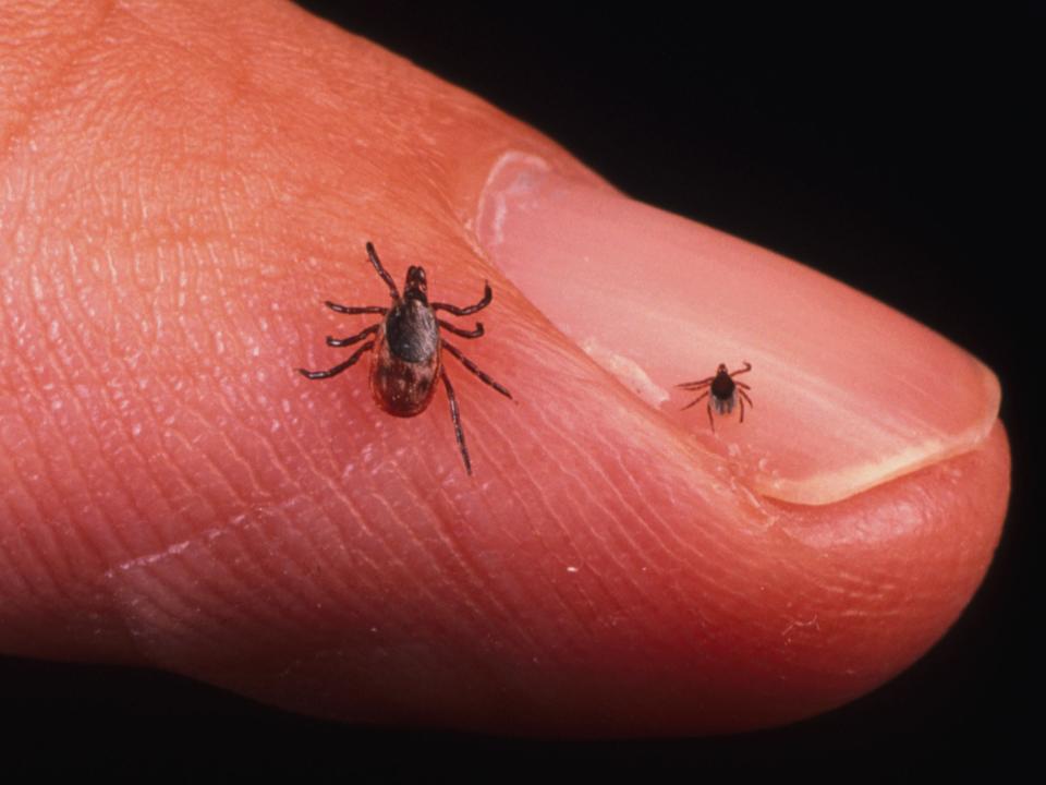 deer tick size scale finger adult nymph lyme disease getty images