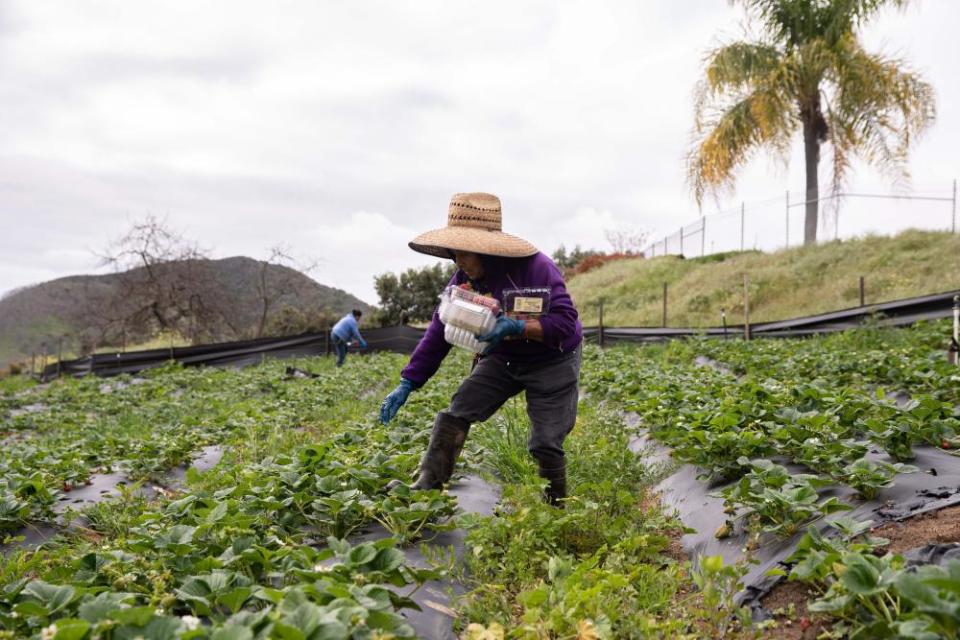 Amparo Sanchez, a 73-year-old from Michoacán, Mexico, picks organic strawberries in Valley Center, California.