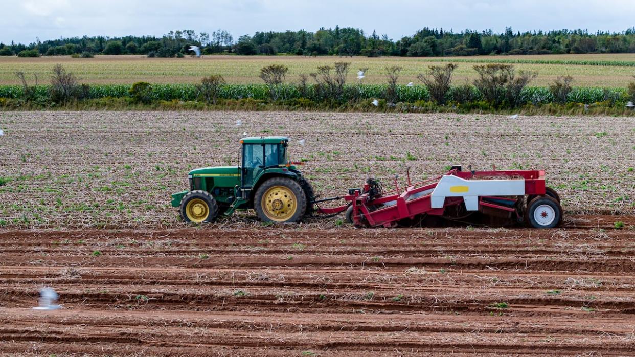 The chair of the P.E.I. Potato Board says this year's harvest has been good overall, but there are still up to 2,500 hundred acres of potatoes that need to come out of the ground. (Shane Hennessey/CBC - image credit)