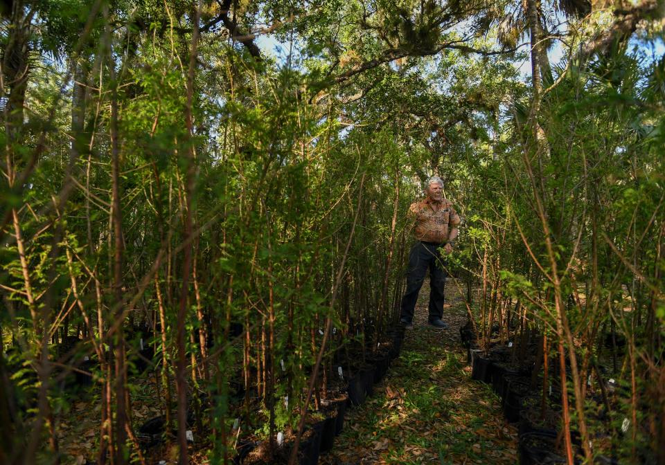 Richard Baker, board chair of the Pelican Island Audubon Society, helps volunteers unload 1,000 bald cypress trees on Sunday, April 2, 2023, at the Audubon House's nursery located at 195 9th Street SE in Vero Beach.