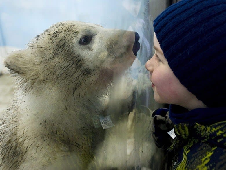 Alex Hunter, 5, watches a new polar bear cub at the Toronto Zoo on Feb. 3. (Nathan Denette/Canadian Press)