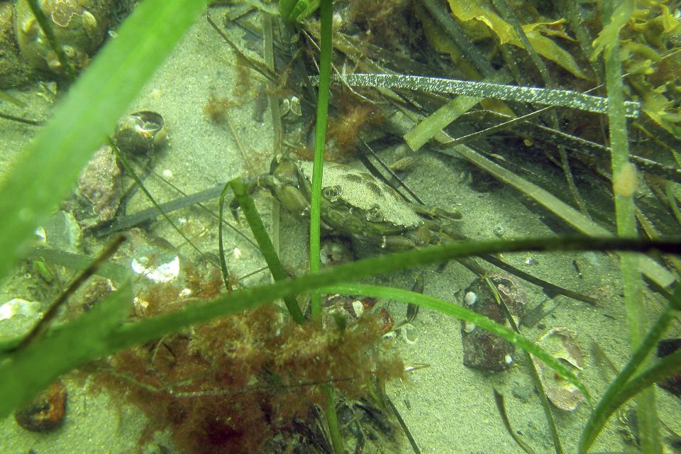 In this undated photo provided by the Massachusetts Division of Marine Fisheries, a green crab is camouflaged in a seagrass meadow off the coast of Marblehead, Mass. Seagrass meadows, found in coastlines all coastal areas around the world except Antarctica's shores, are among the most poorly protected but widespread coastal habitats in the world, Studies have found more than 70 species of seagrass that can reduce erosion and improve water quality, while providing food and shelter for sea creatures. (Jillian Carr/Massachusetts Division of Marine Fisheries via AP)