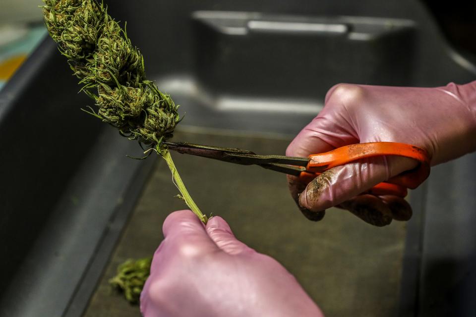 Nikki Lastreto trims the buds on cannabis at the farm she has with Swami Chaitanya of Swami Select cannabis farm in Mendocino County in California.