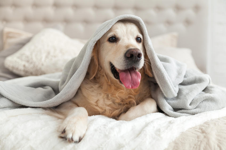 A dog under a blanket.