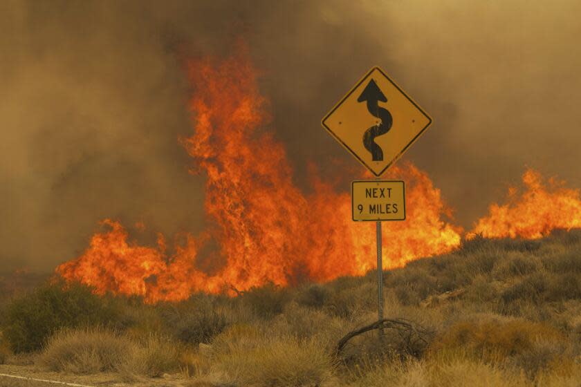 Flames rise from the York Fire on Ivanpah Rd. on Sunday, July 30, 2023, in the Mojave National Preserve, Calif. Crews battled "fire whirls" in California's Mojave National Preserve this weekend as a massive wildfire crossed into Nevada amid dangerously high temperatures and raging winds. (AP Photo/Ty O'Neil)