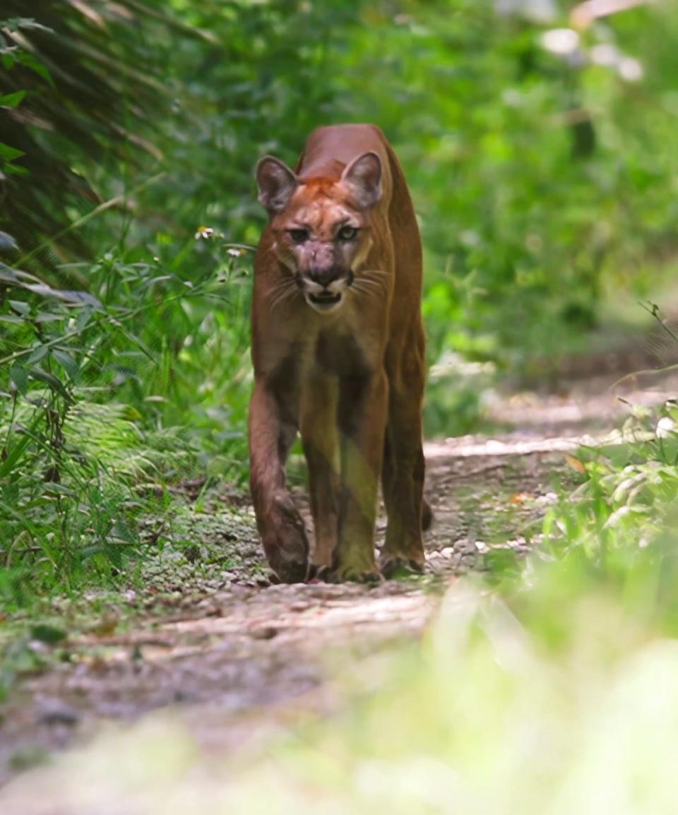 Florida Atlantic student Jacob Askin's two-year quest to see a Florida panther came true when he came face-to-face with one of the state's big cats in September 2023.