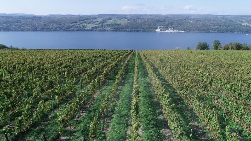 Hillick & Hobbs Estate in Burdett has their rows of grapes planted east and west.