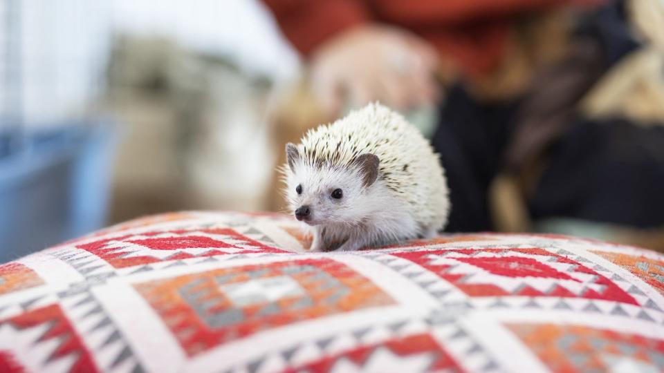 Hedgehog