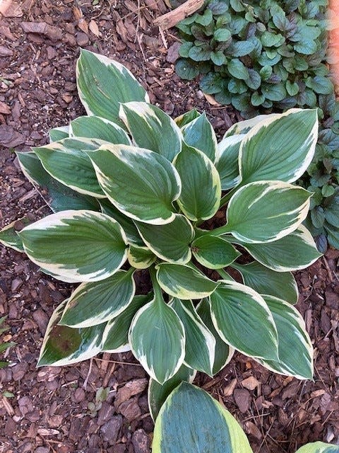 Hosta, much like caladium, is one of the best plants for shade. It comes in many varieties and is a great perennial that requires little care.